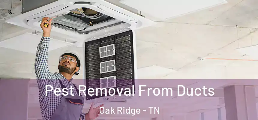  Pest Removal From Ducts Oak Ridge - TN